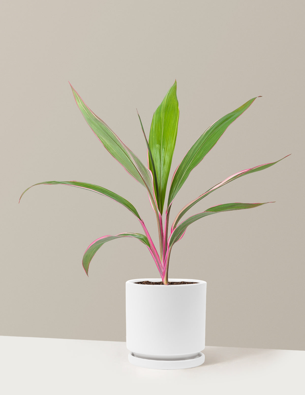 Cordyline Pink Diamond