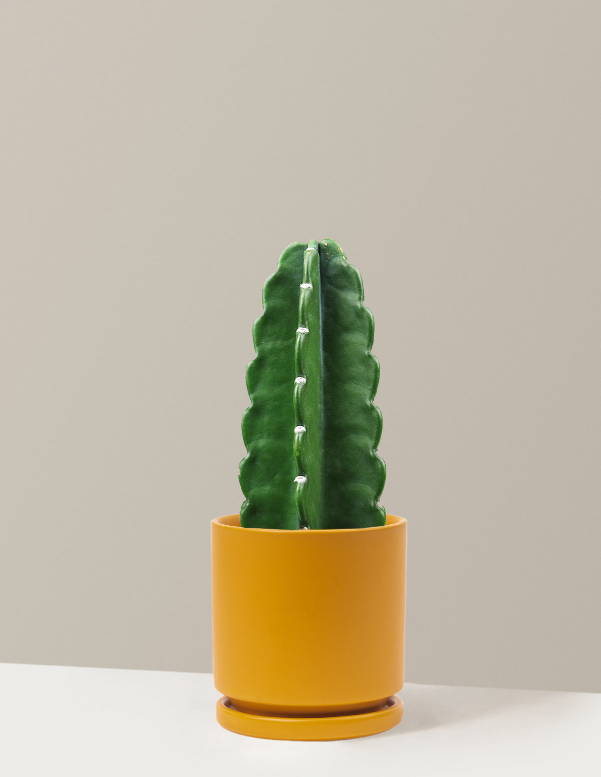 soft cactus succulent Cuddly Cactus Houseplant with Planter - Medium (6"-10" tall) Rose Gold Planter