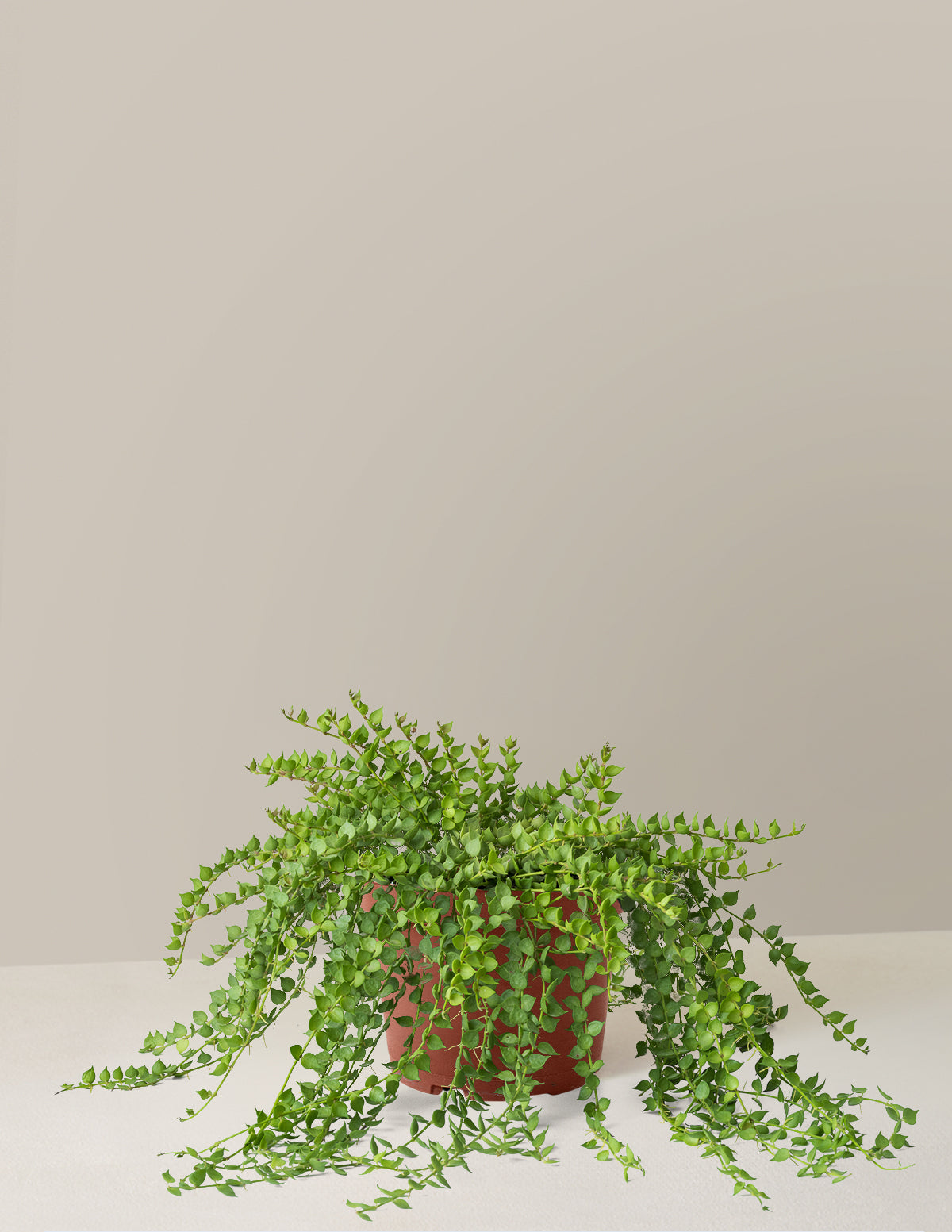 Dischidia