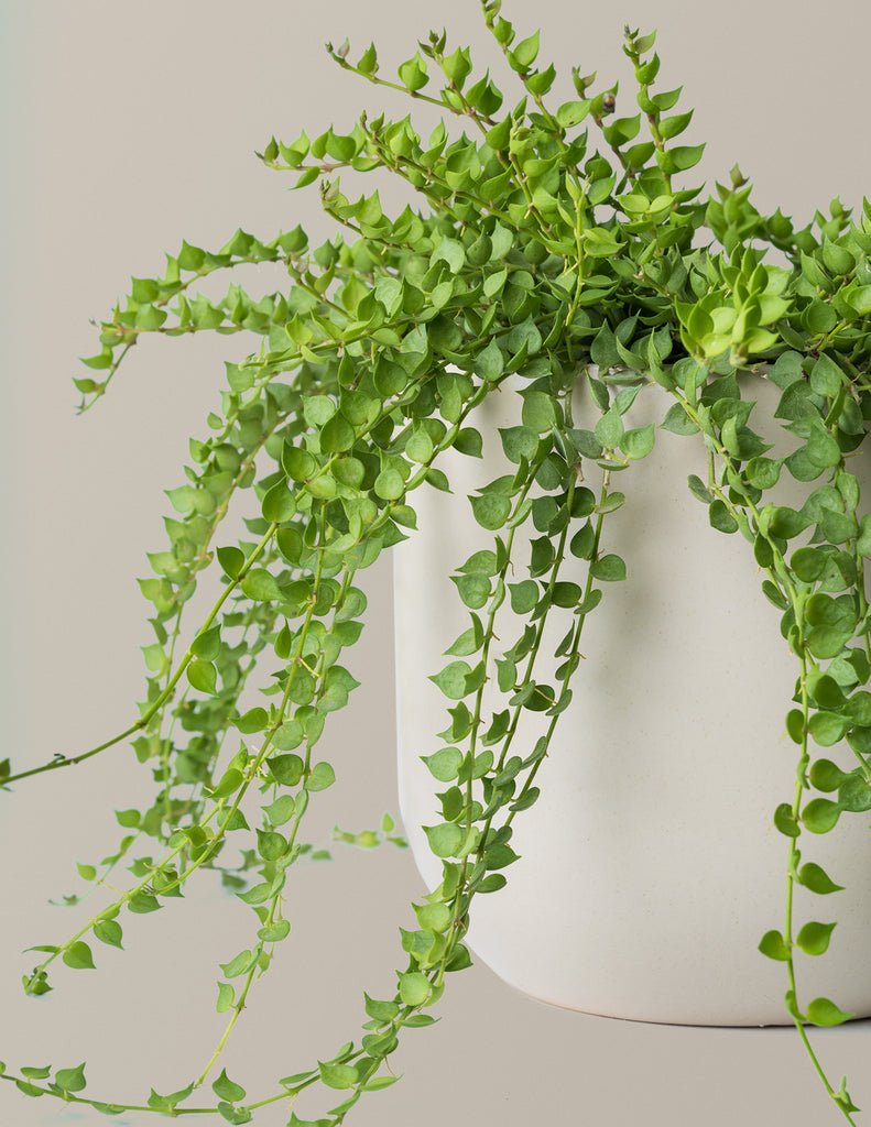 How to care for a Dischidia