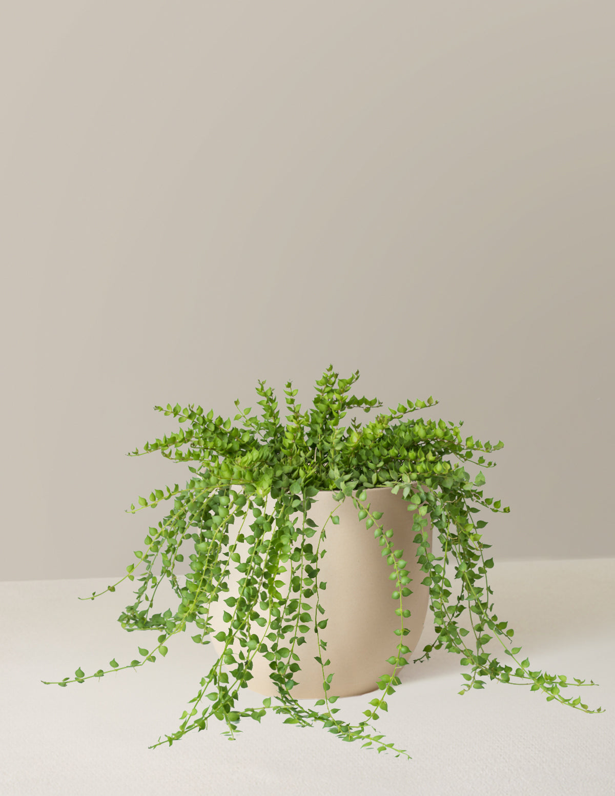 Dischidia