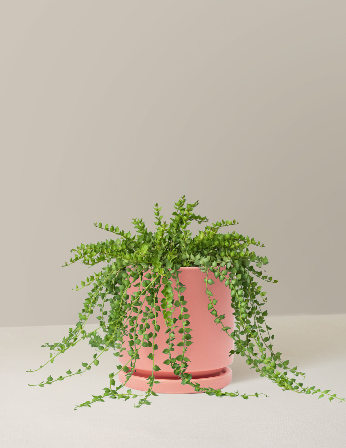 Dischidia