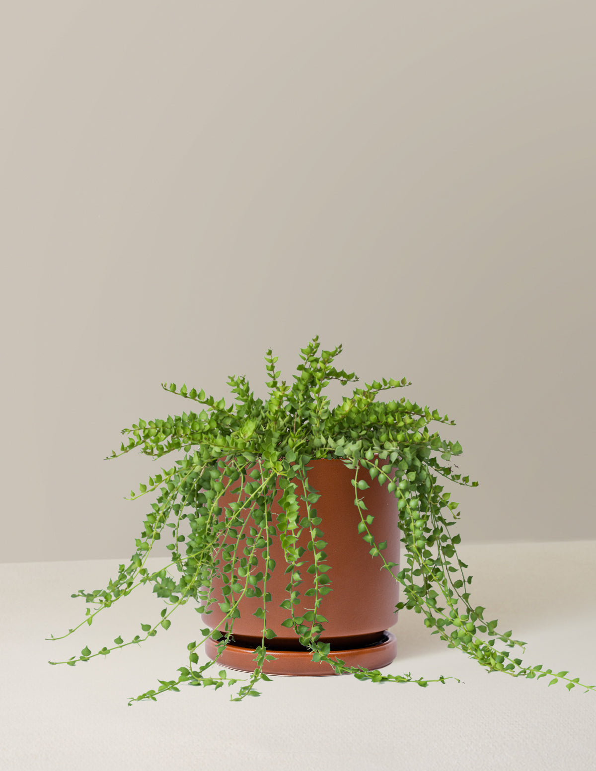 Dischidia