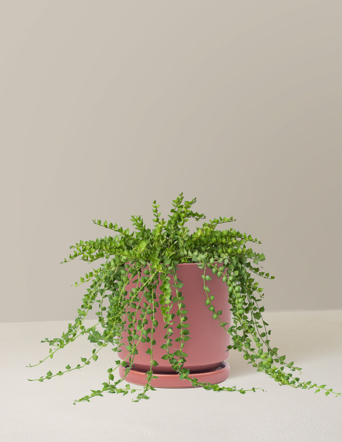 Dischidia