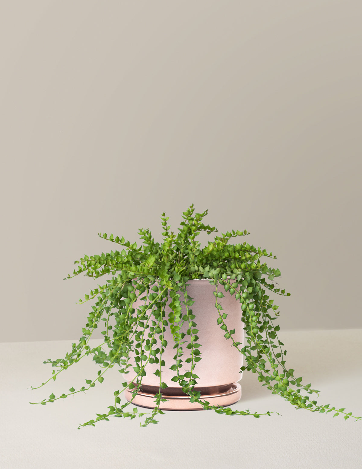 Dischidia