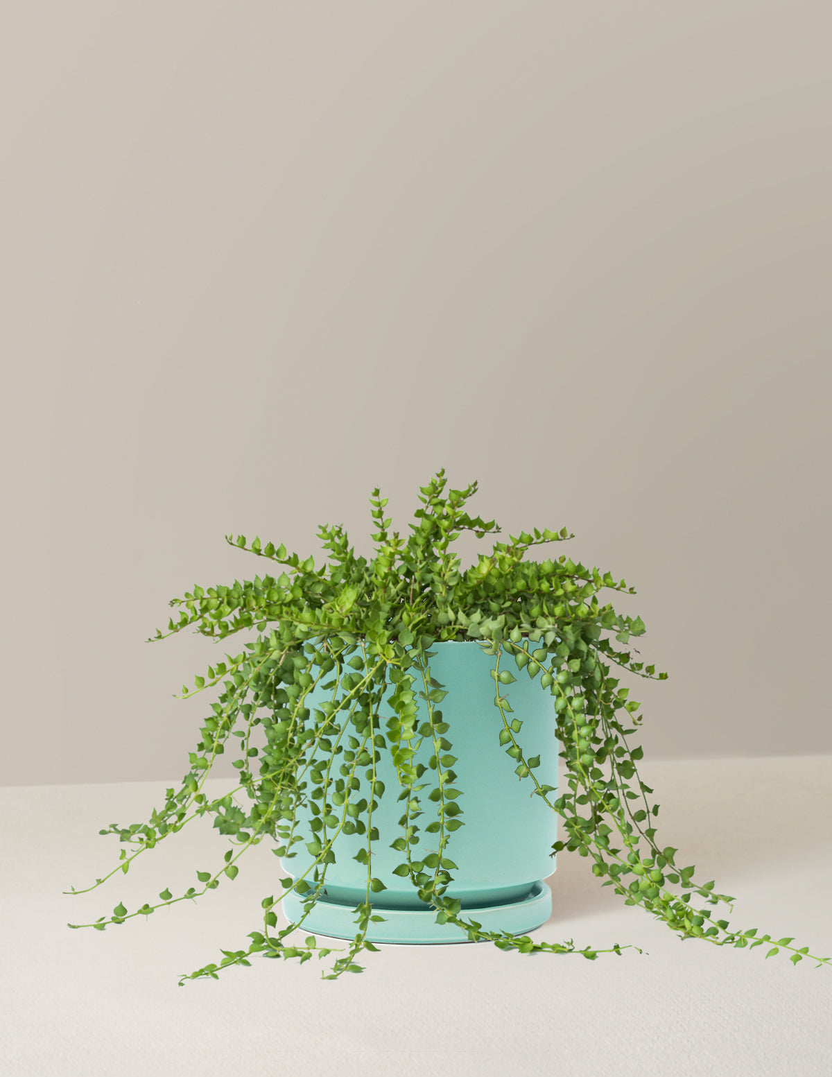 Dischidia