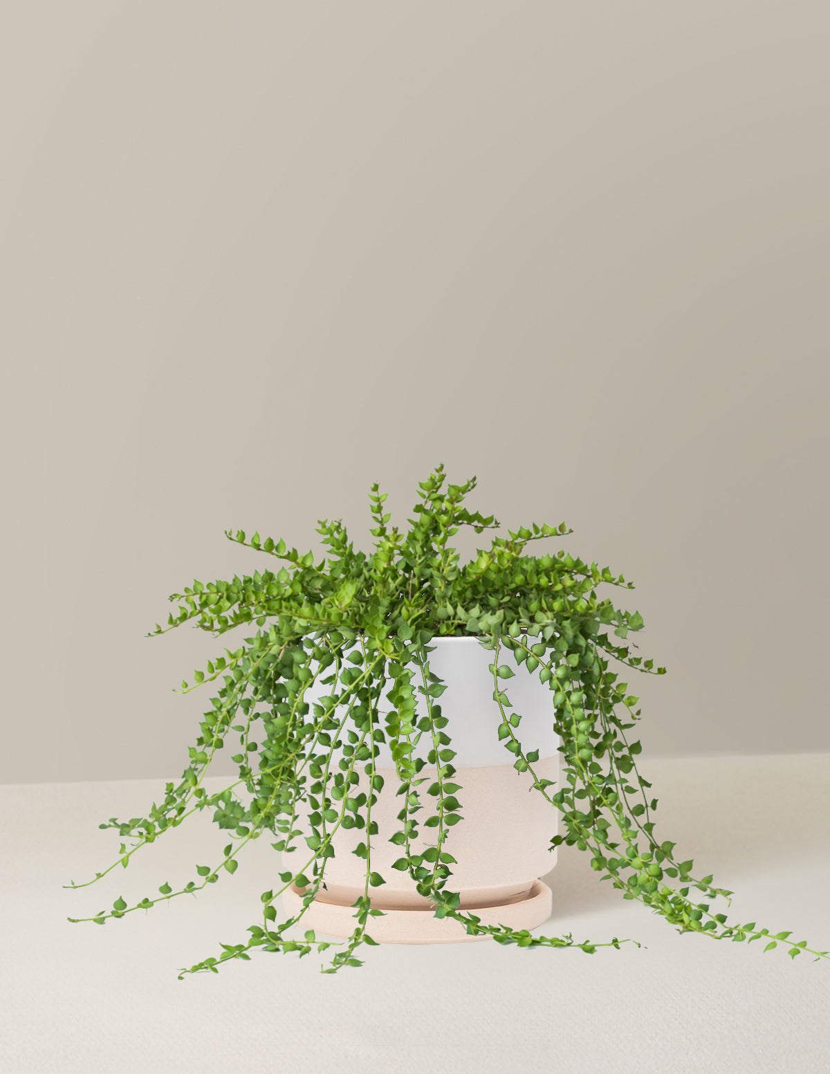 Dischidia