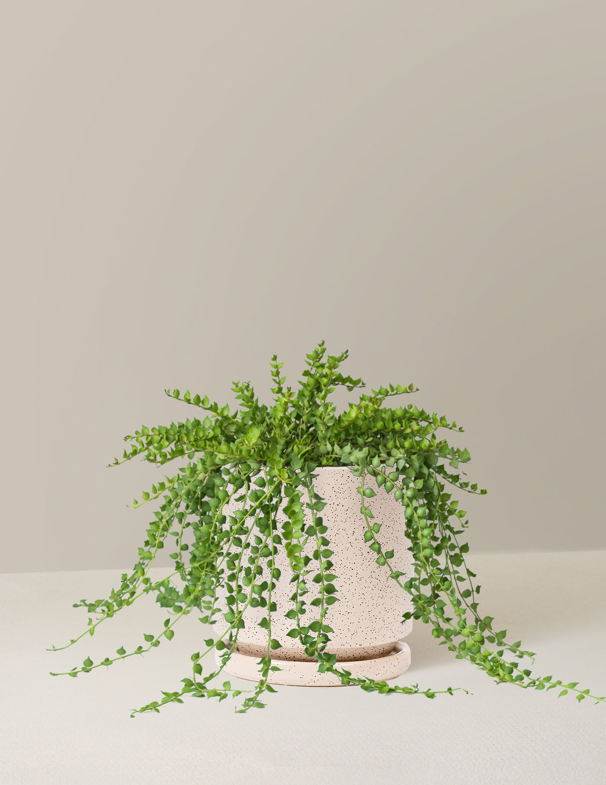 Dischidia
