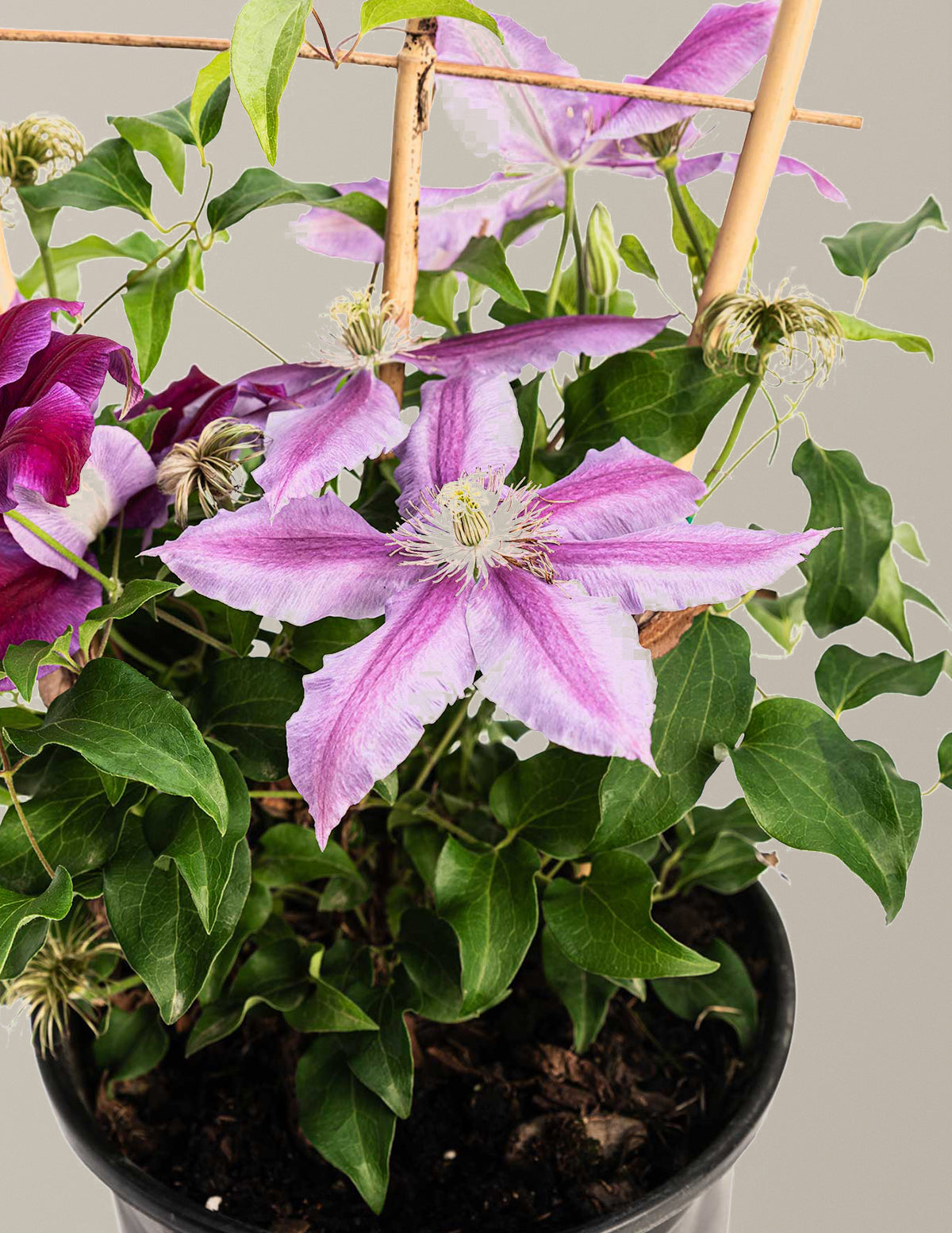 Dr. Ruppel Clematis