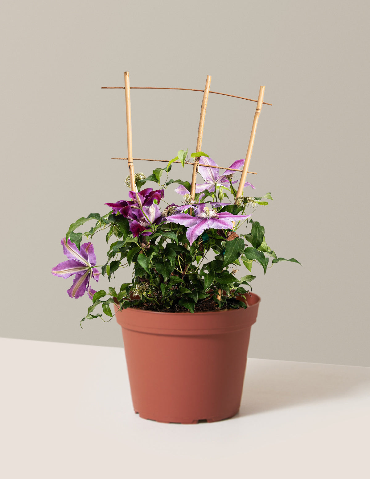 Dr. Ruppel Clematis