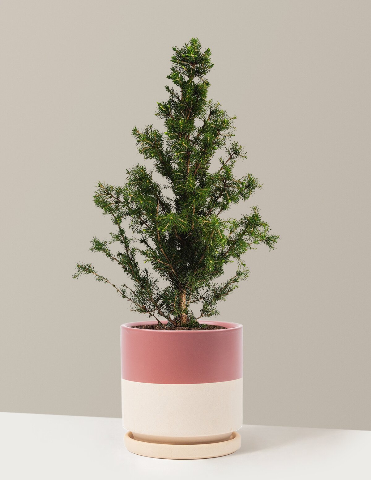 Dwarf Alberta Spruce