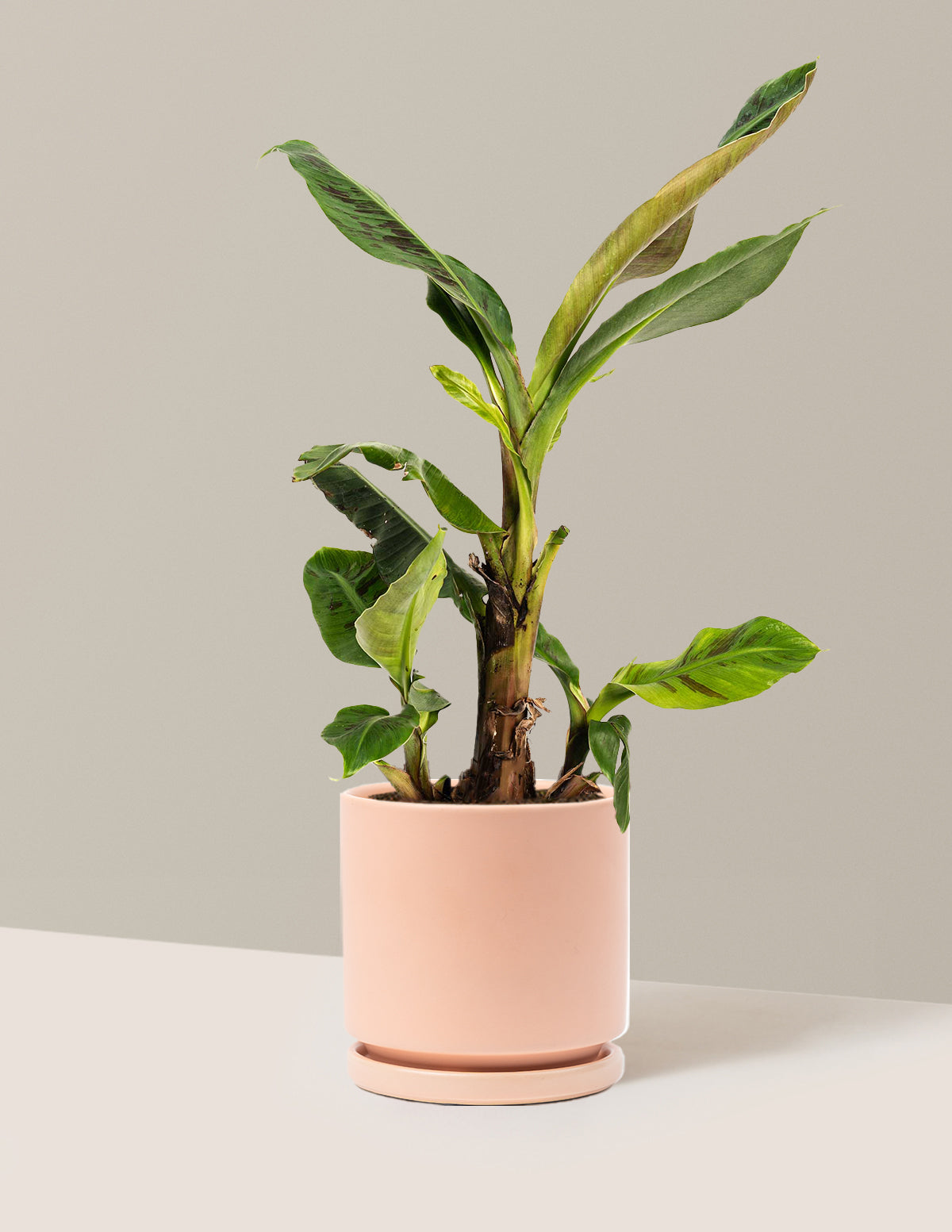 Dwarf Cavendish Banana Tree