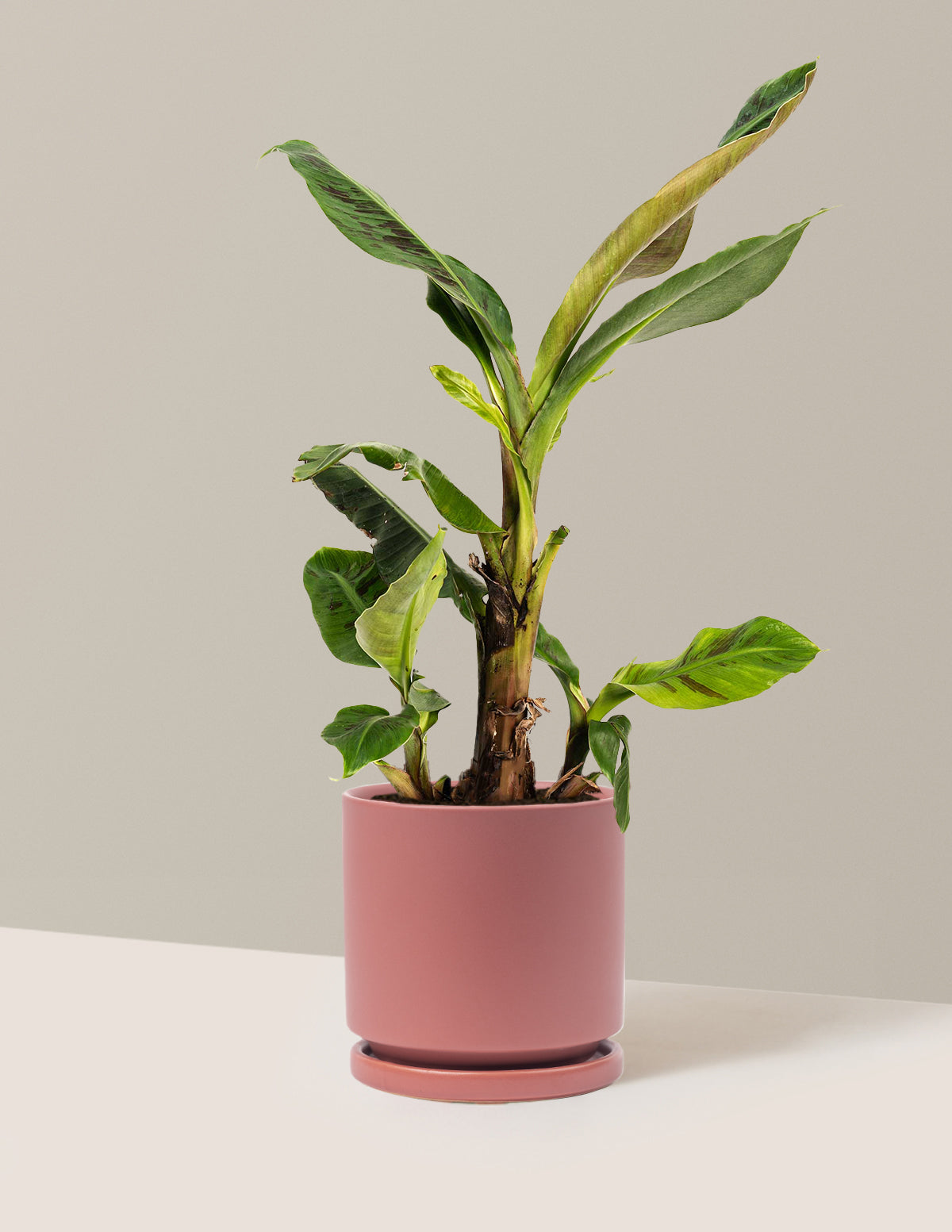 Dwarf Cavendish Banana Tree