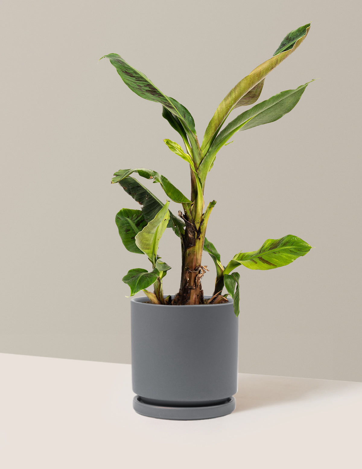 Dwarf Cavendish Banana Tree