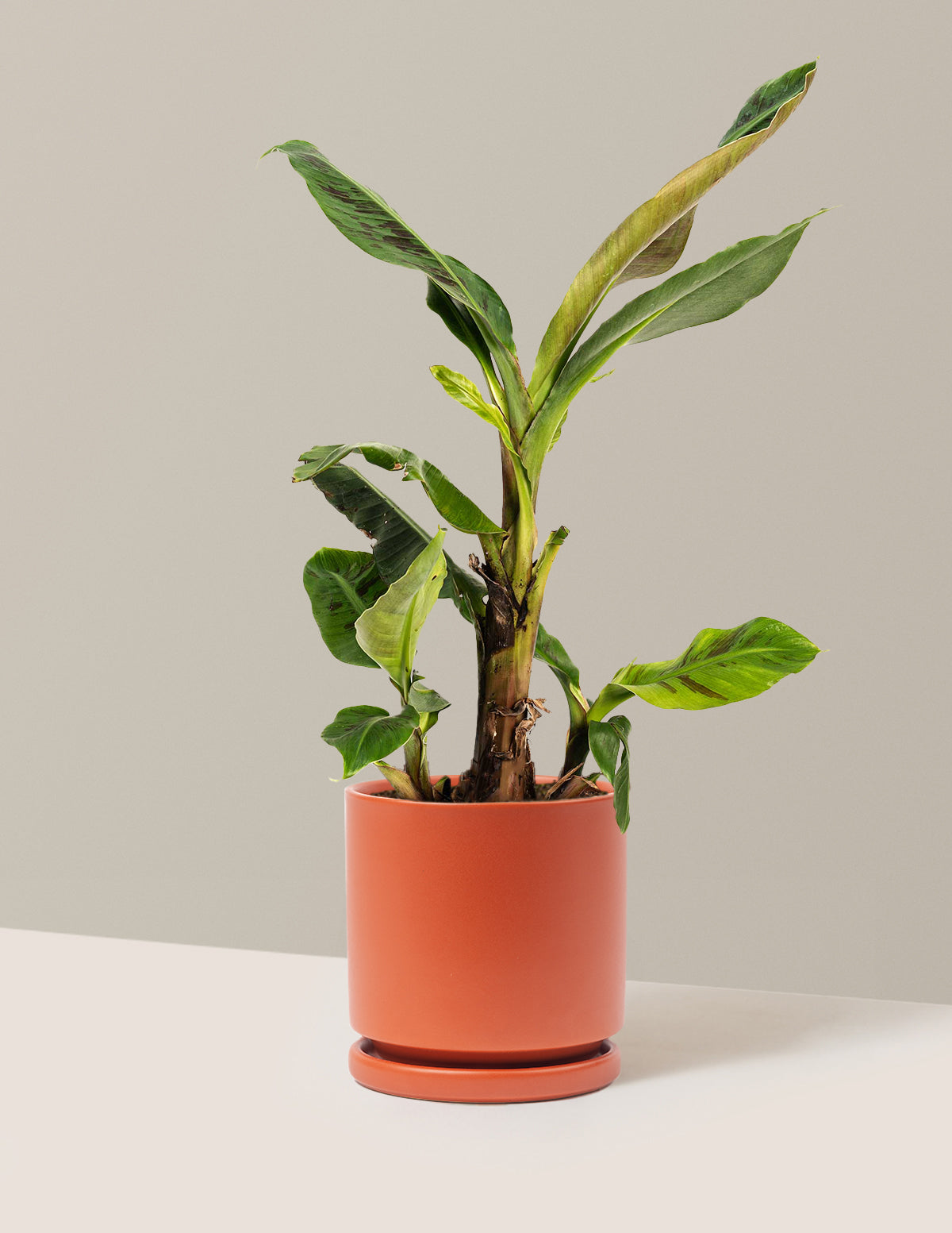 Dwarf Cavendish Banana Tree