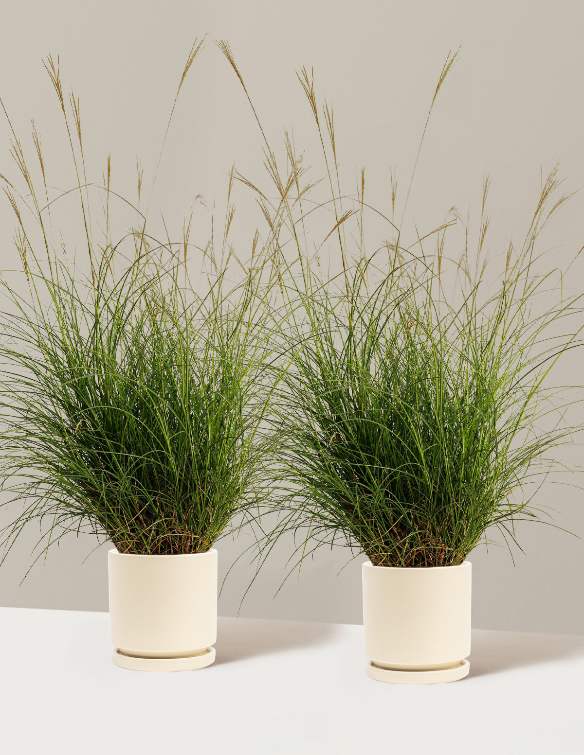 Dwarf Maiden Grass