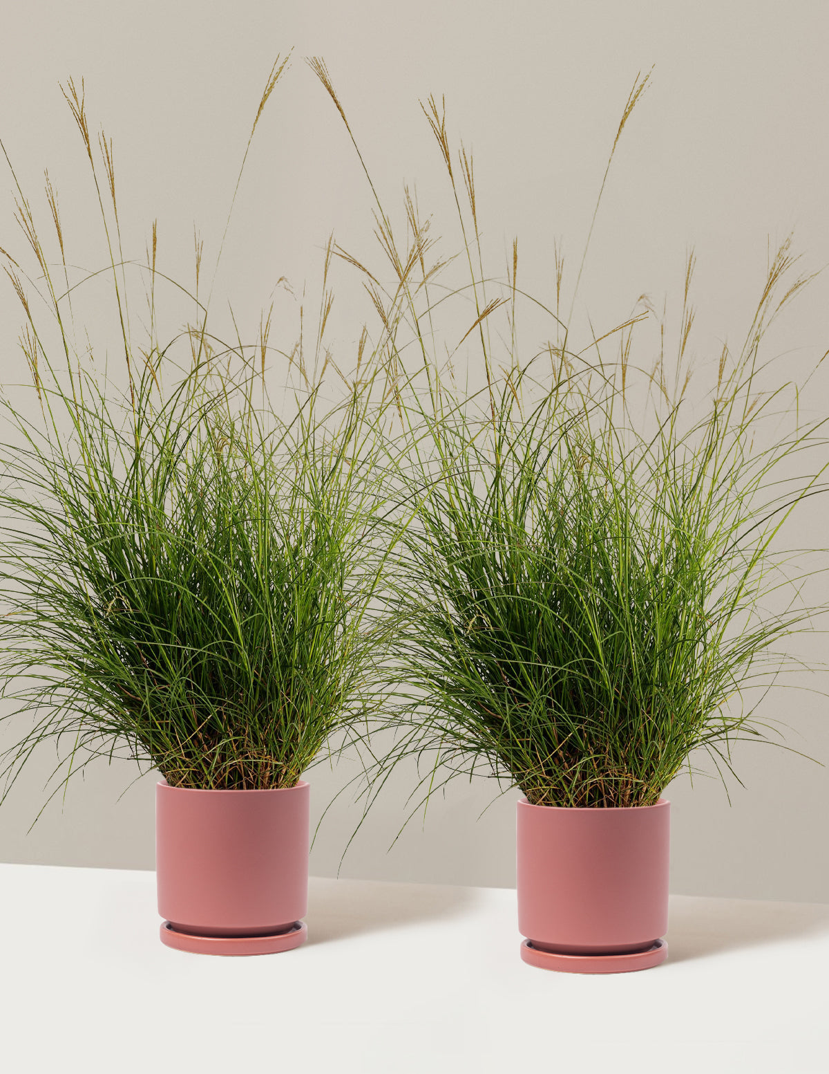 Dwarf Maiden Grass