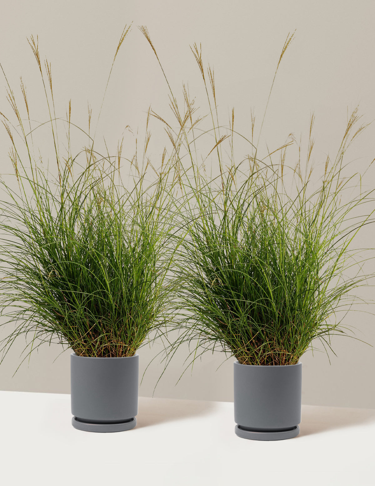 Dwarf Maiden Grass