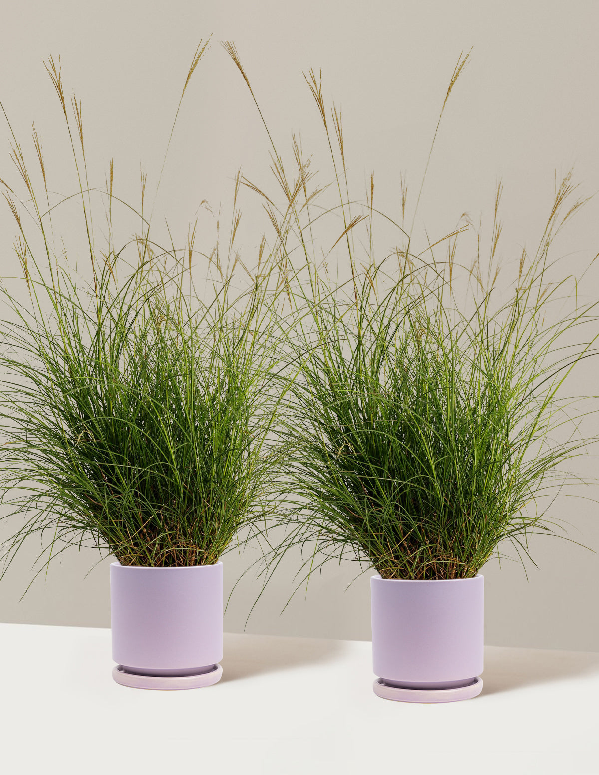 Dwarf Maiden Grass