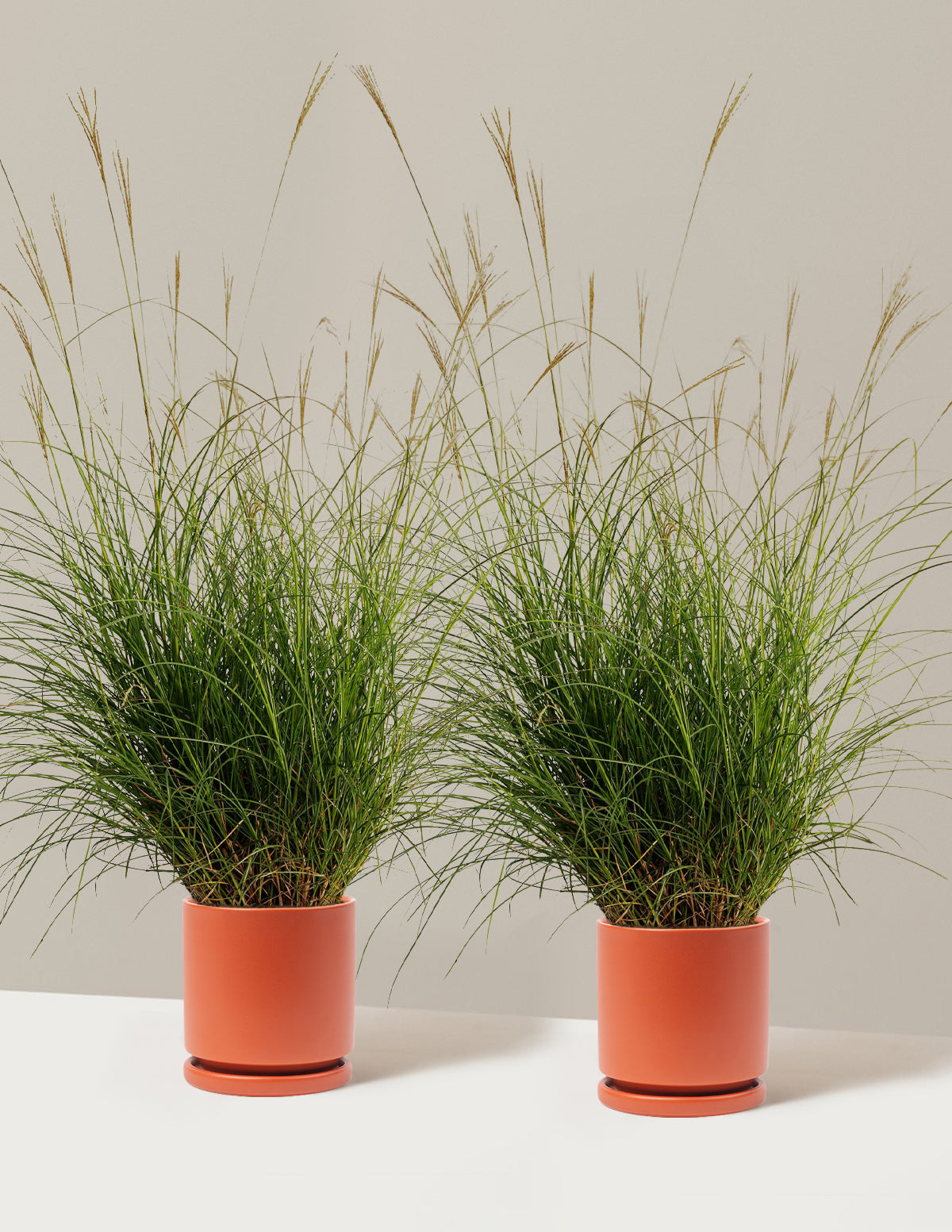 Dwarf Maiden Grass