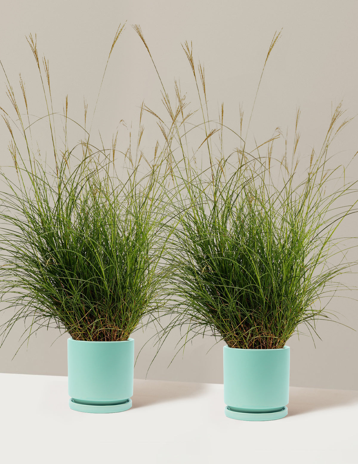 Dwarf Maiden Grass