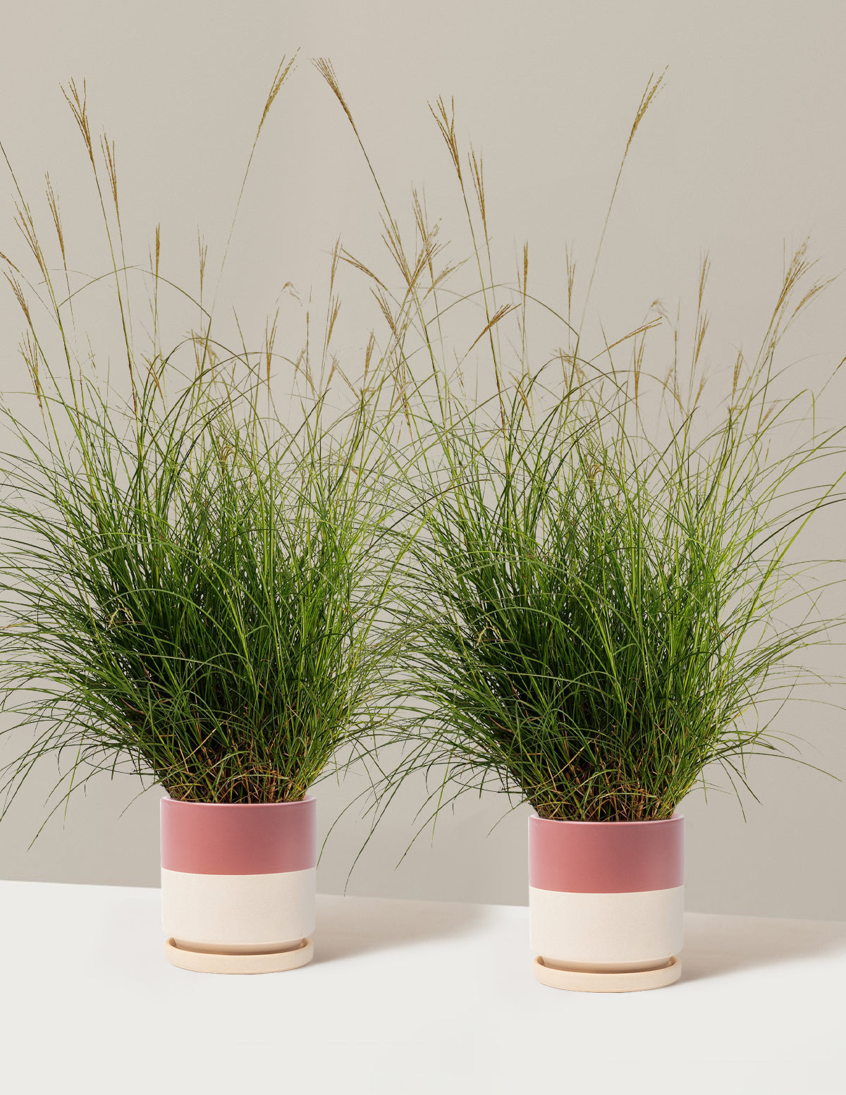 Dwarf Maiden Grass