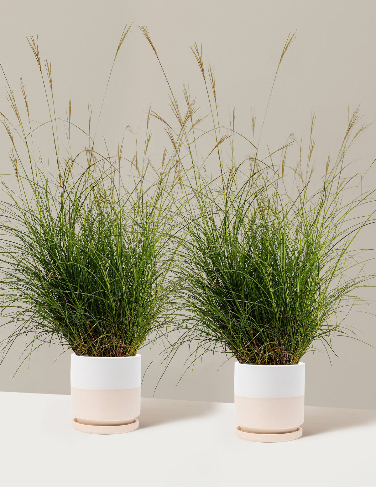 Dwarf Maiden Grass