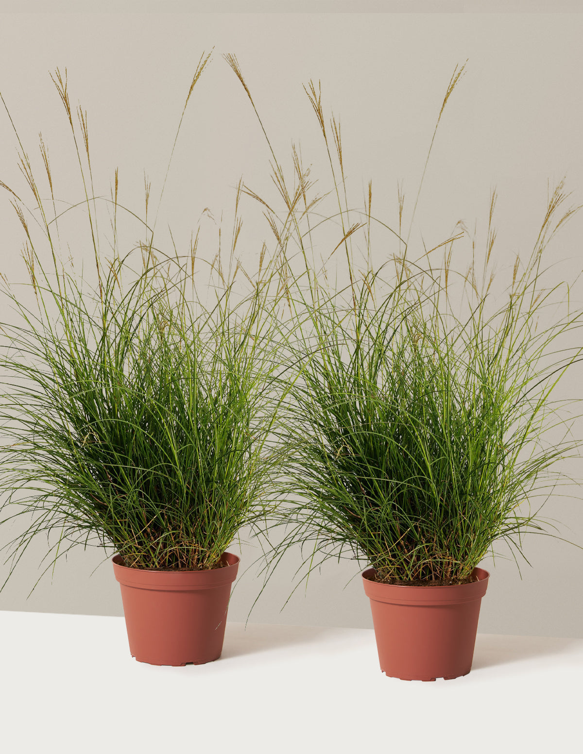 Dwarf Maiden Grass