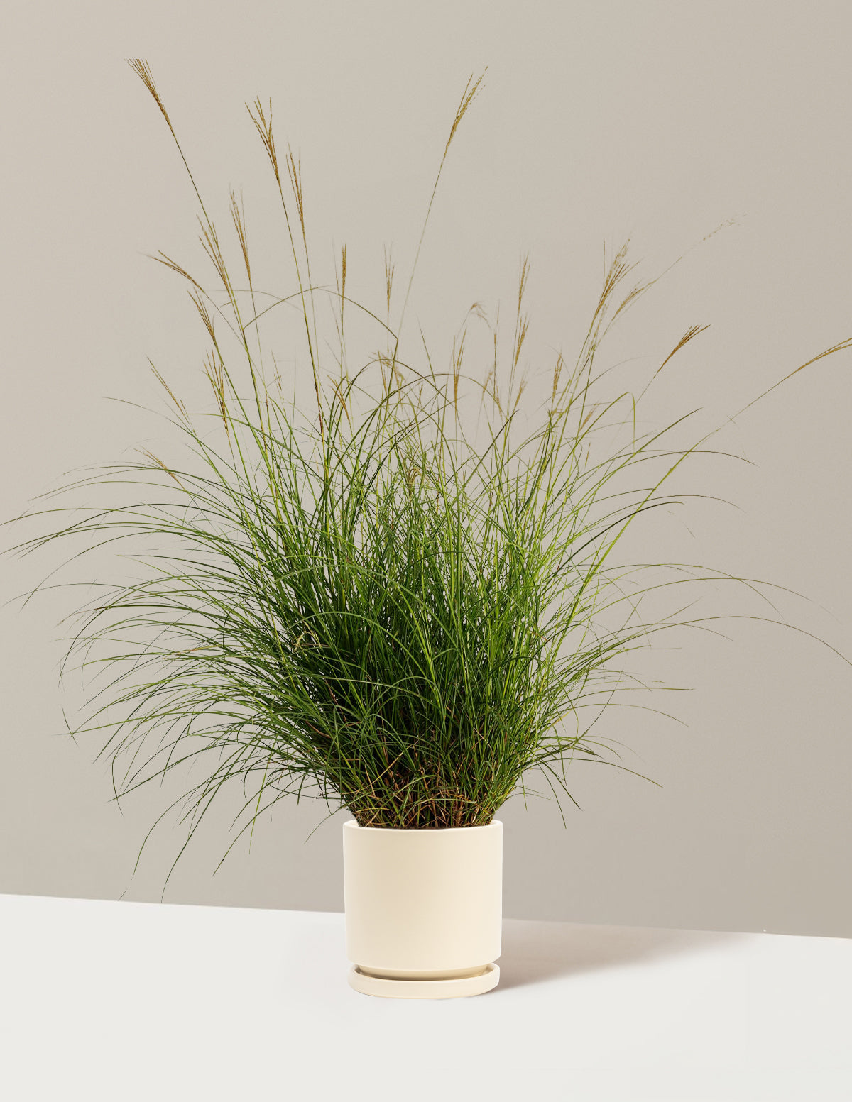 Dwarf Maiden Grass