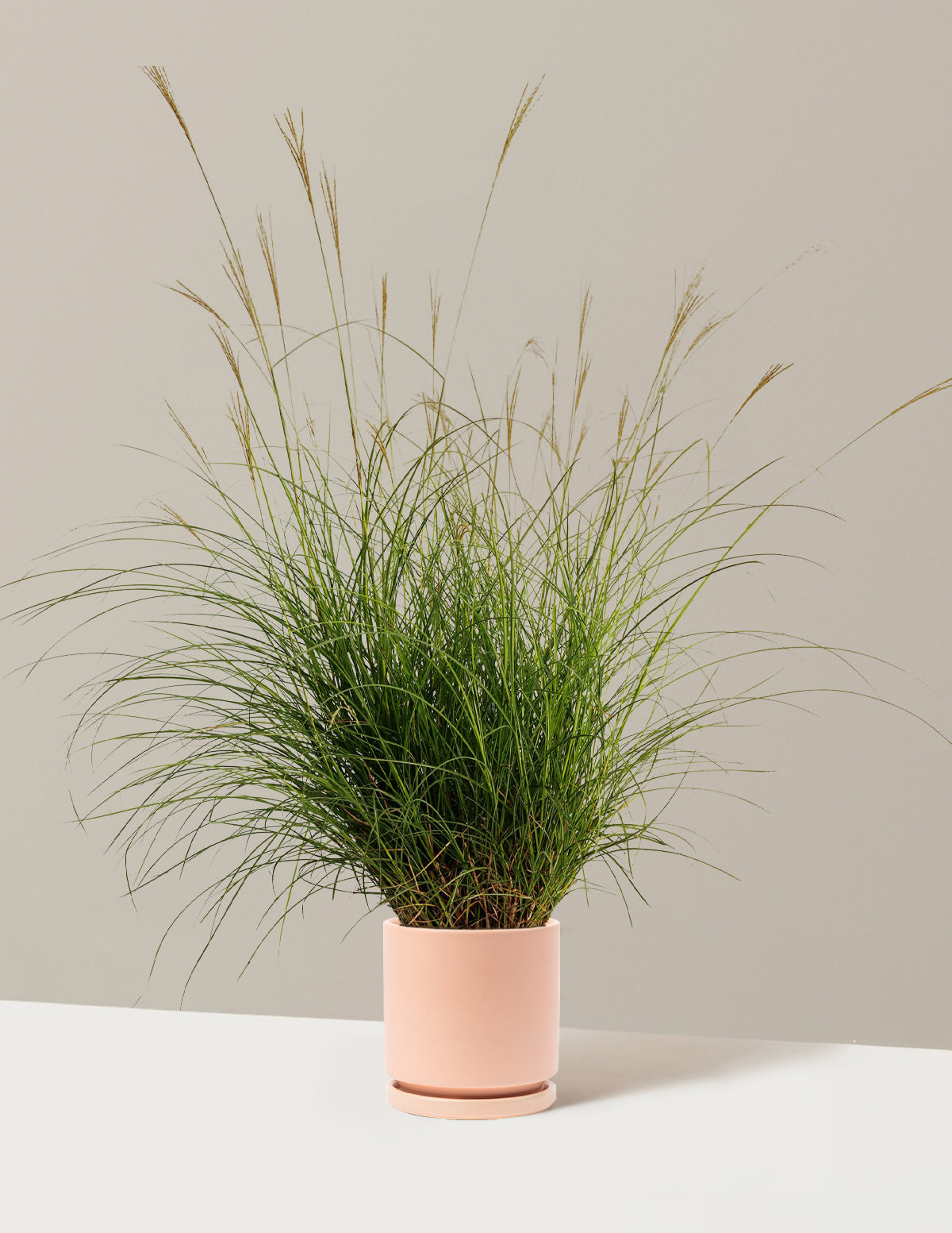 Dwarf Maiden Grass