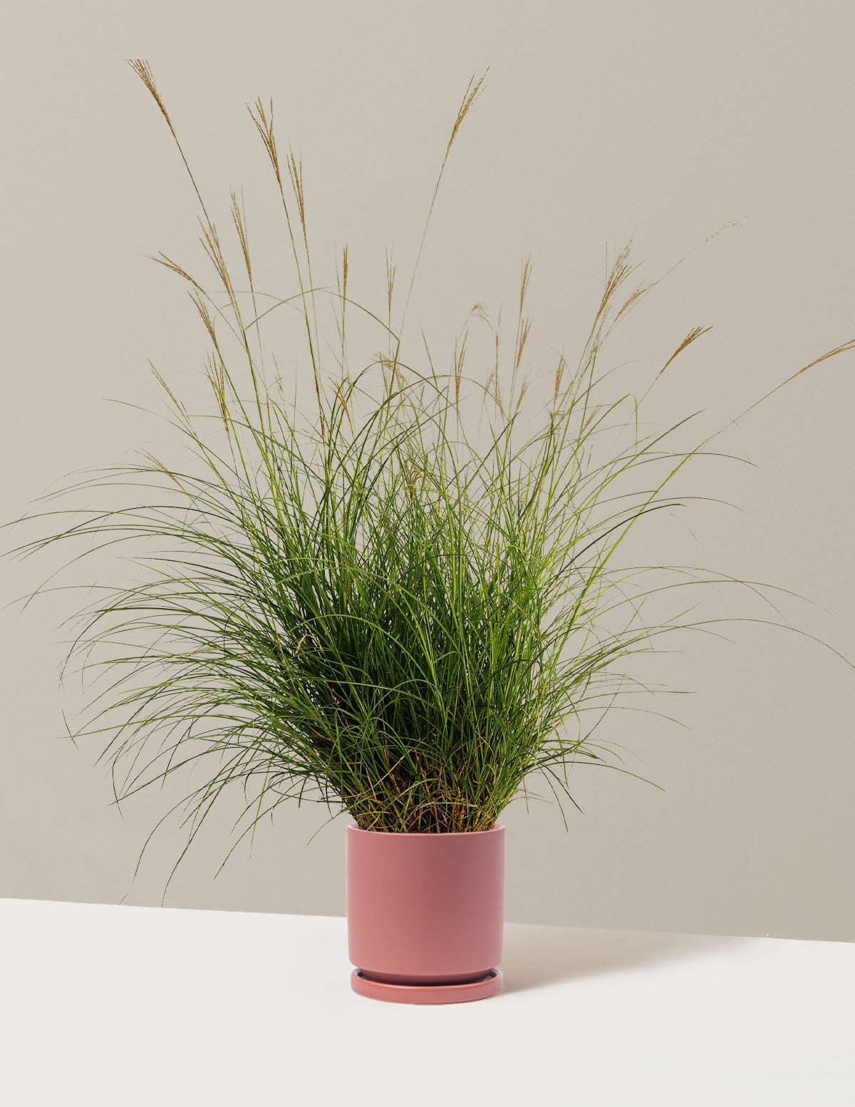 Dwarf Maiden Grass