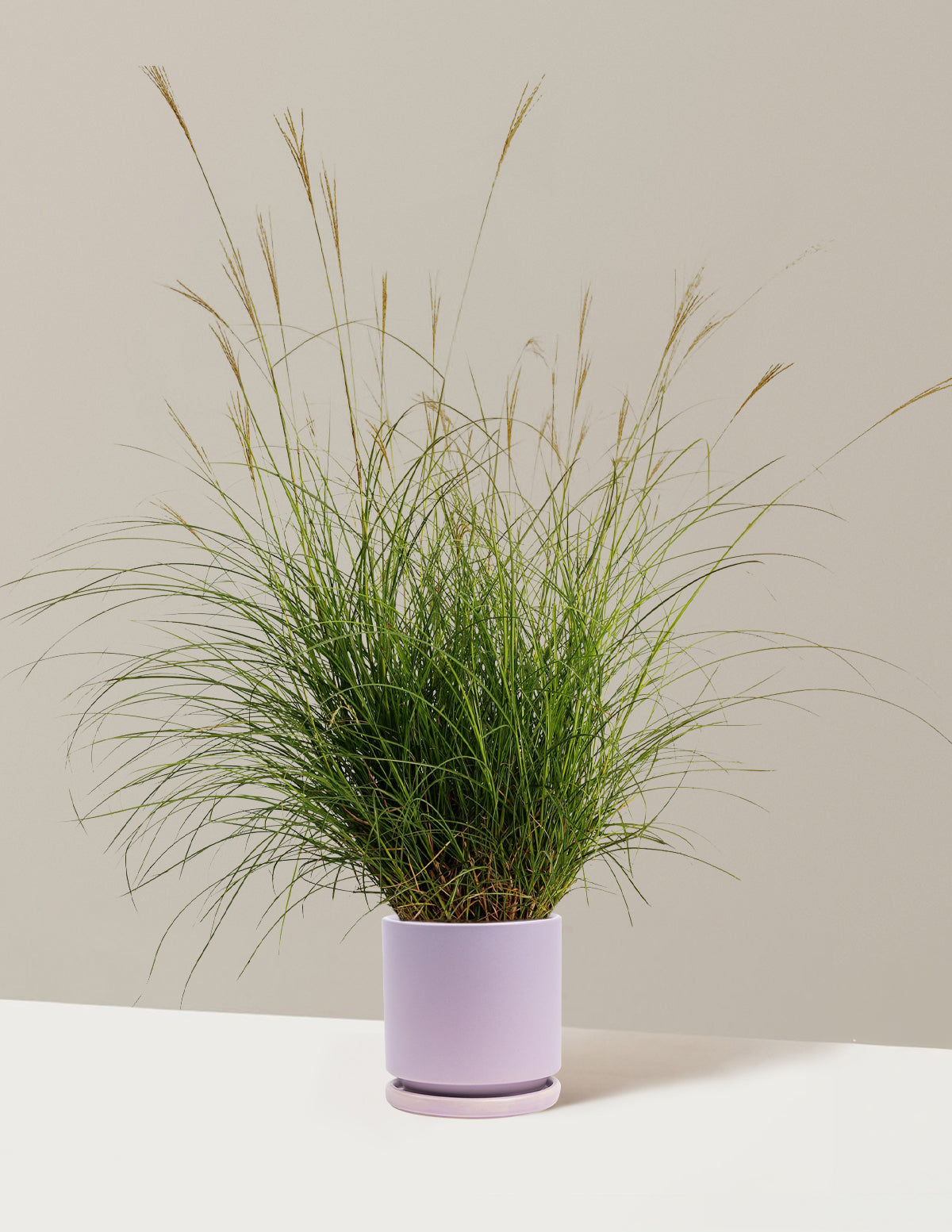 Dwarf Maiden Grass