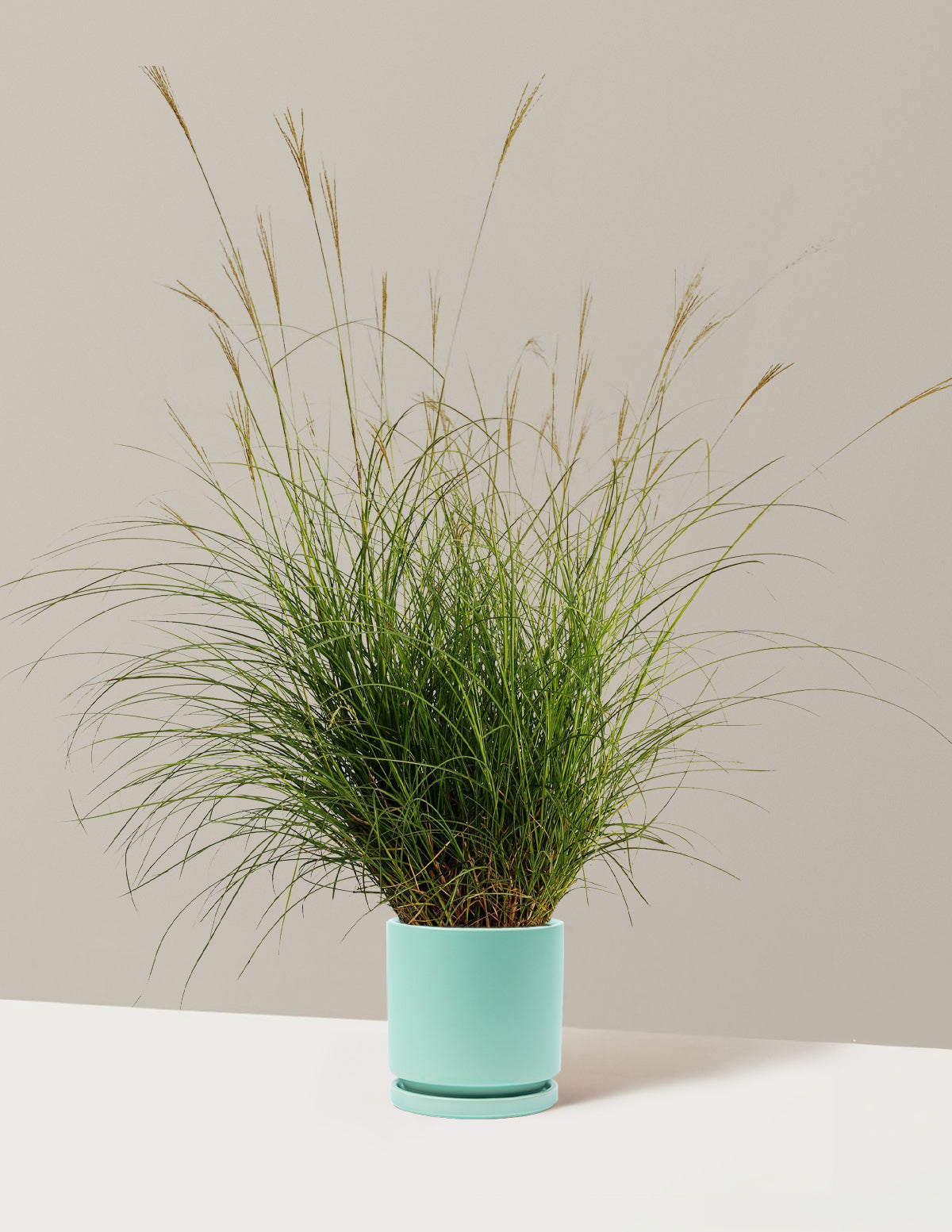 Dwarf Maiden Grass