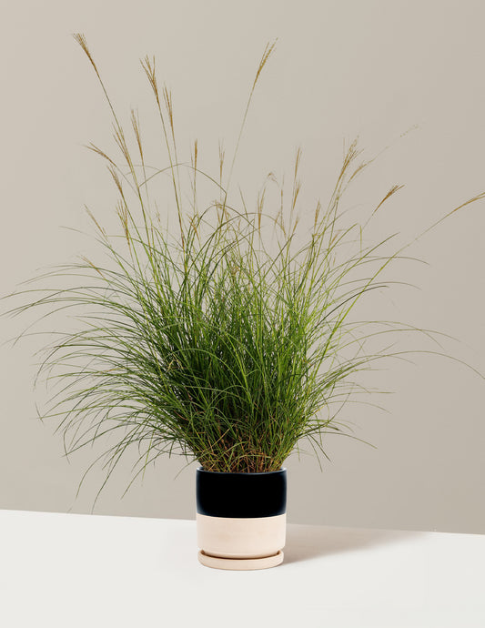Dwarf Maiden Grass