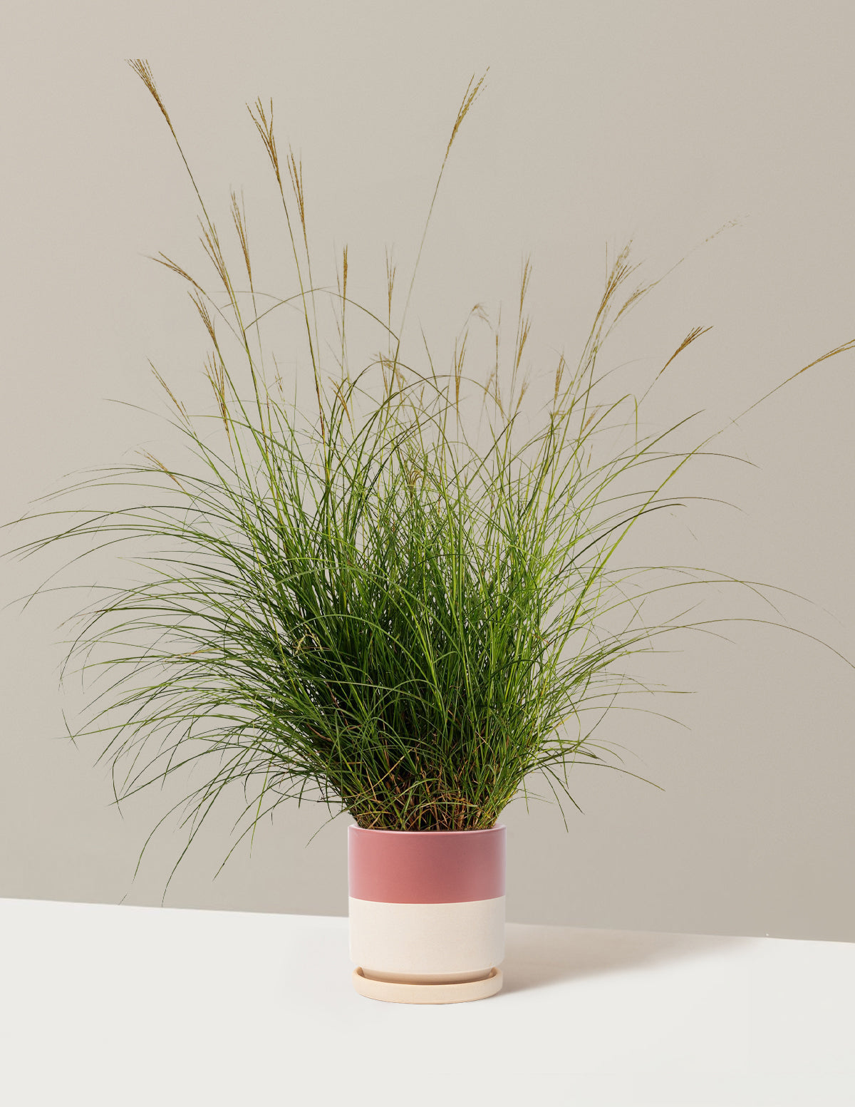 Dwarf Maiden Grass