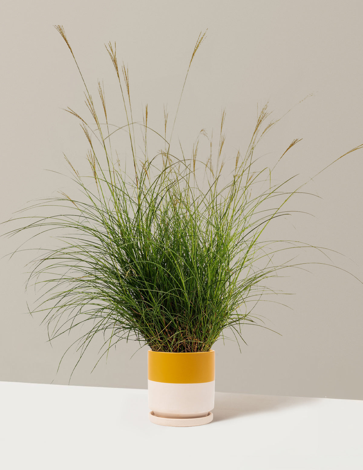 Dwarf Maiden Grass