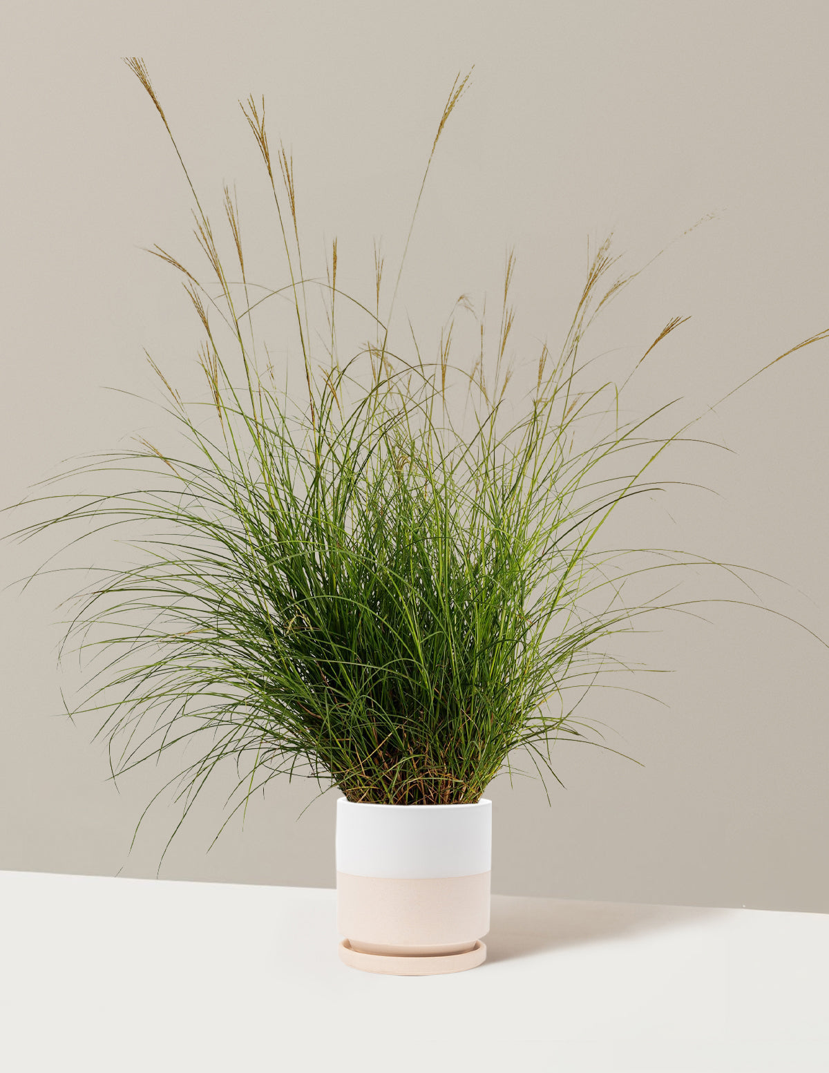 Dwarf Maiden Grass