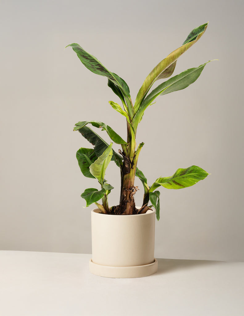 How to care for a Dwarf Banana Tree