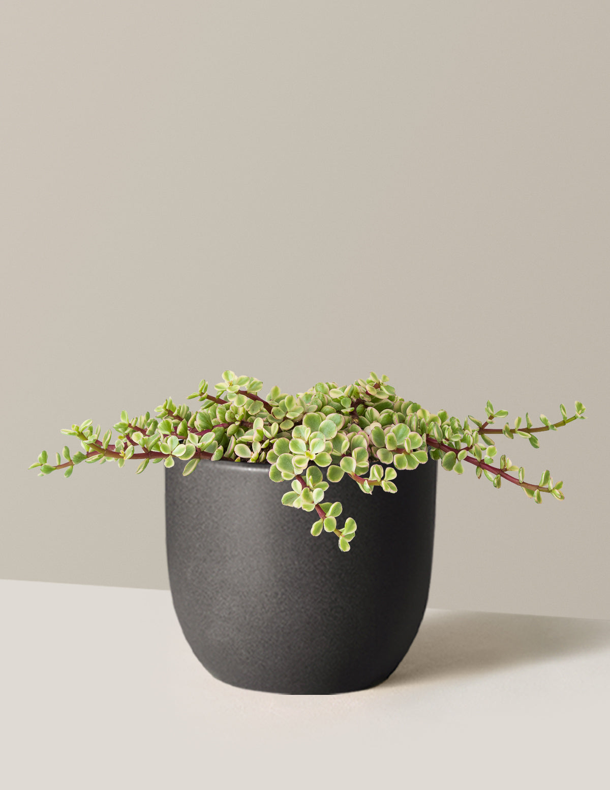 Plant Of The Month Club