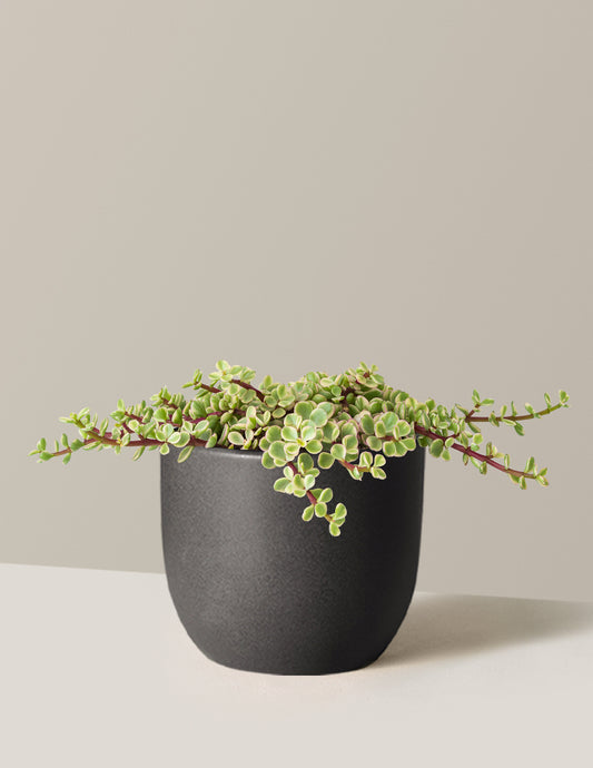 Variegated Elephant Bush Prosperity Plant