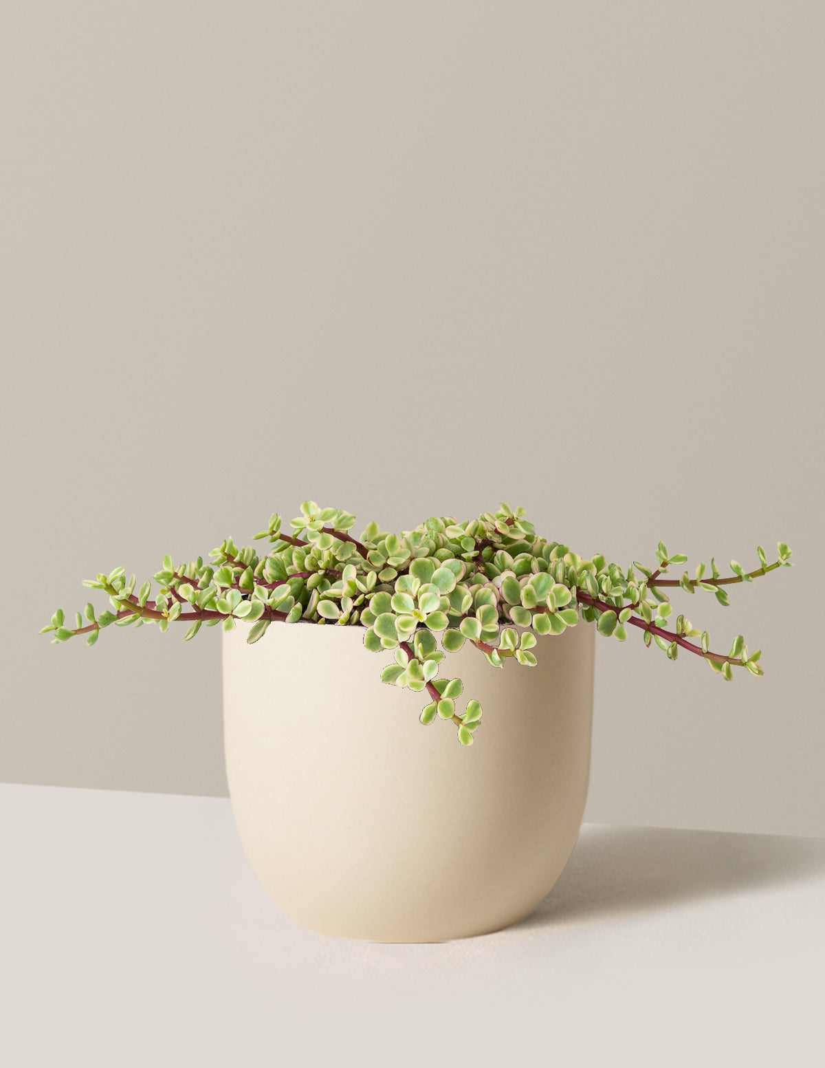 Variegated Elephant Bush Prosperity Plant