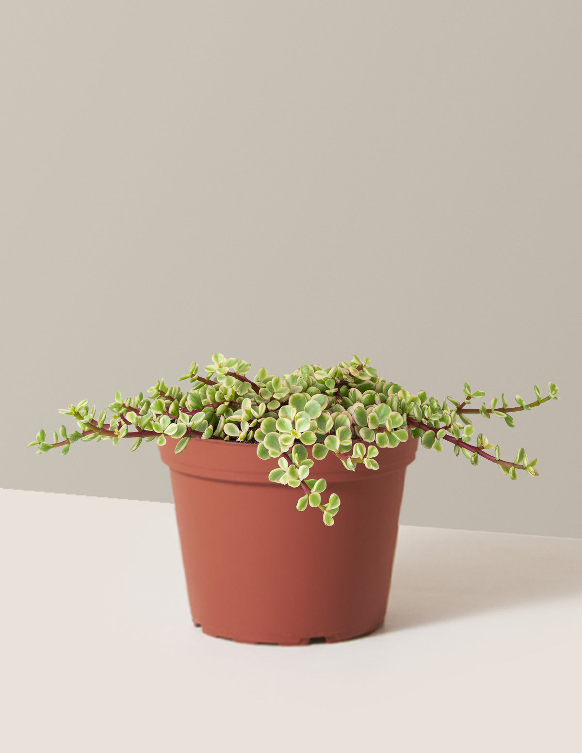 Variegated Elephant Bush Prosperity Plant