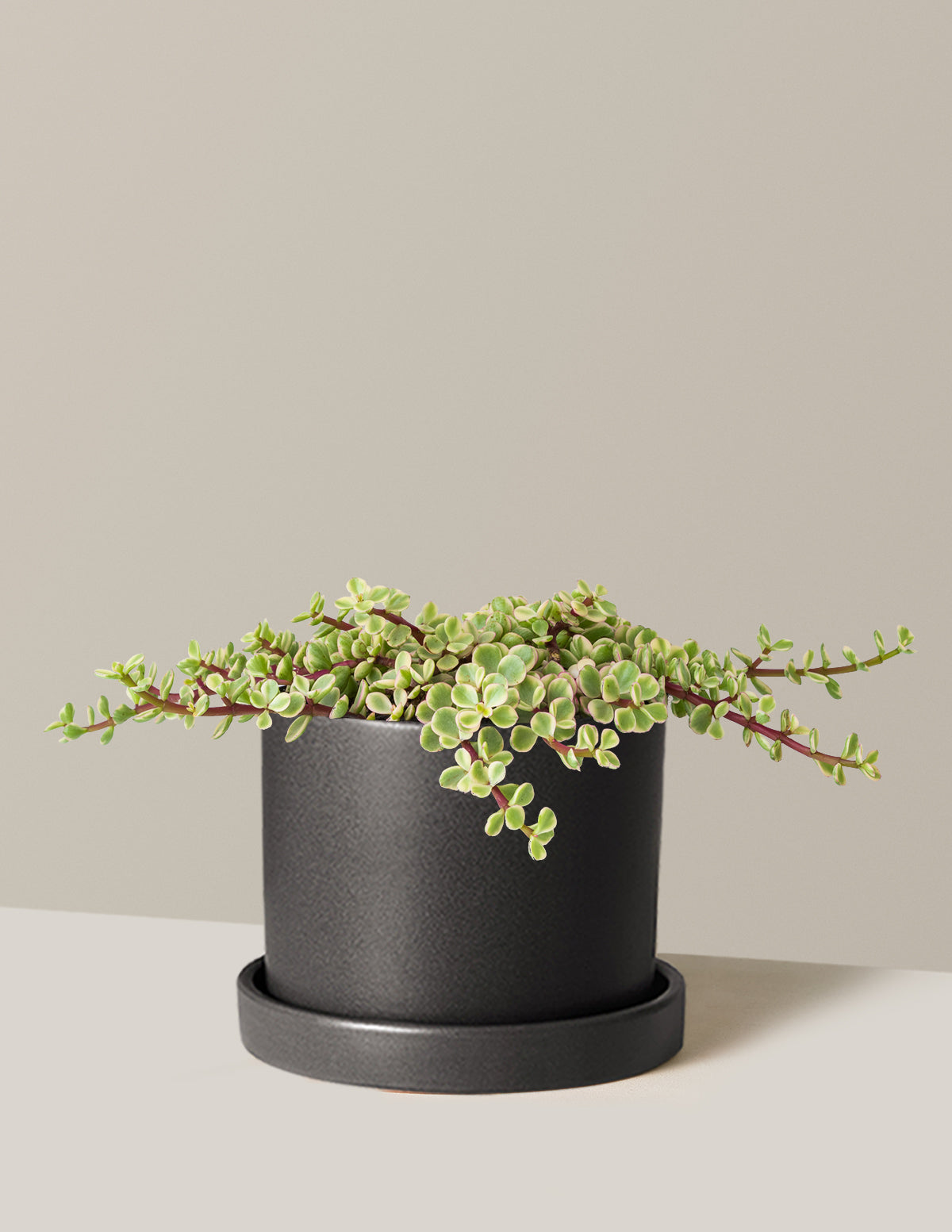 Variegated Elephant Bush Prosperity Plant