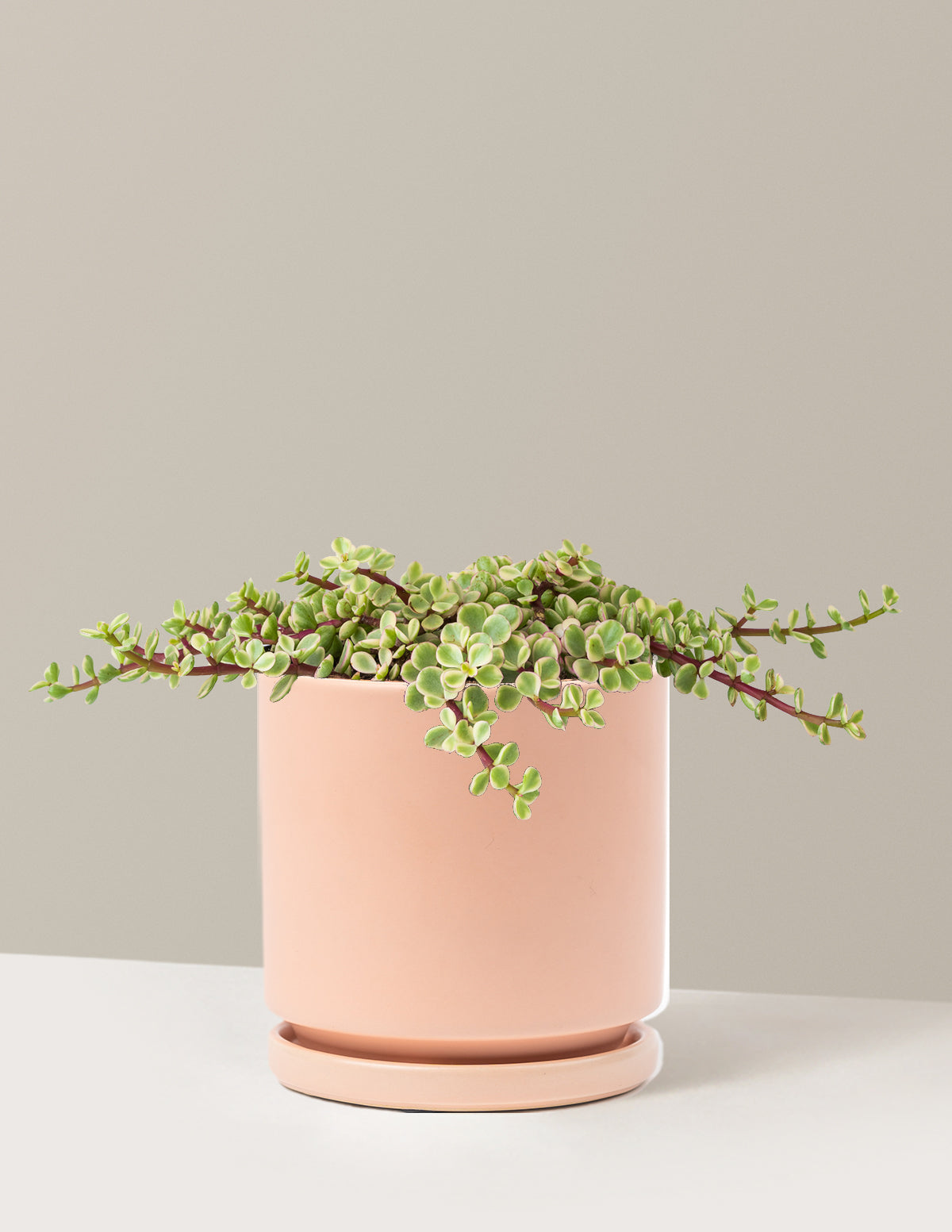 Variegated Elephant Bush Prosperity Plant