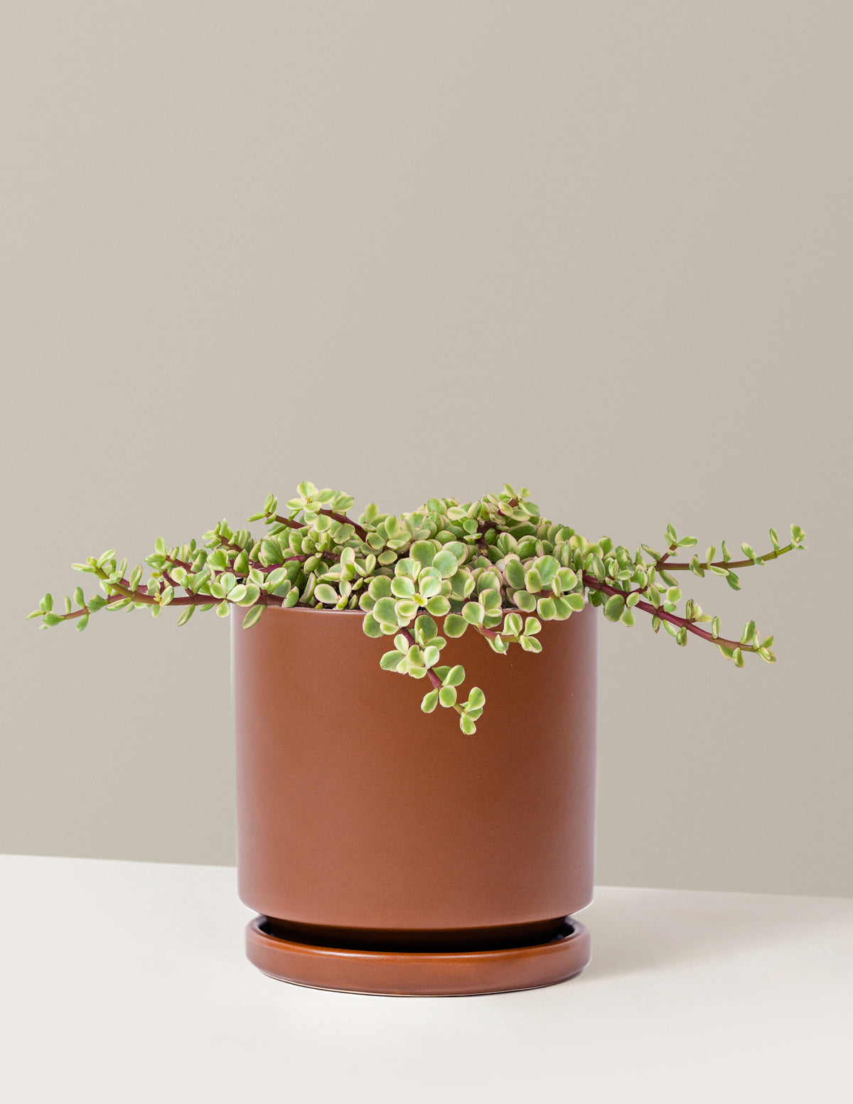 Variegated Elephant Bush Prosperity Plant
