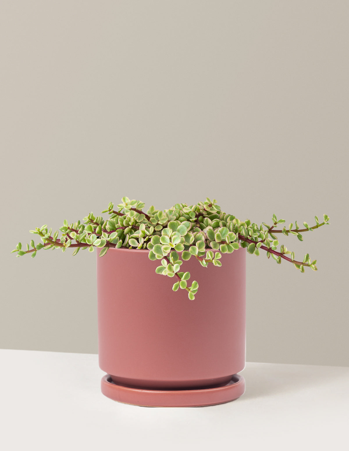 Variegated Elephant Bush Prosperity Plant
