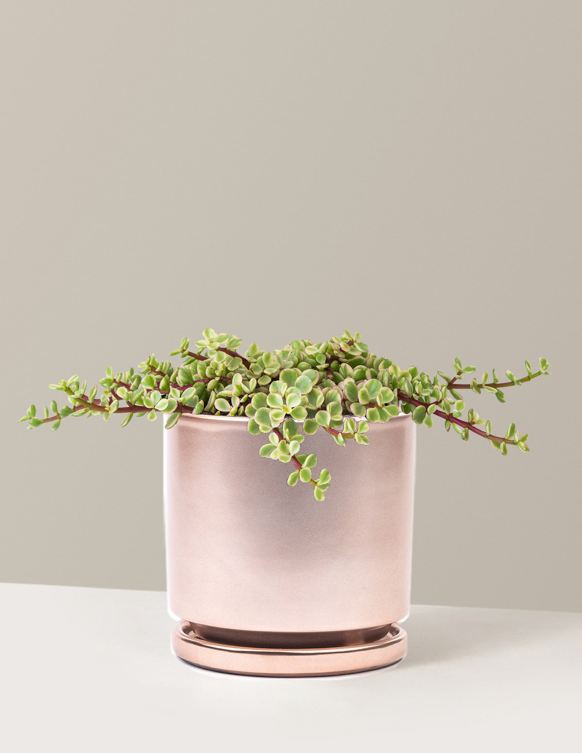 Variegated Elephant Bush Prosperity Plant