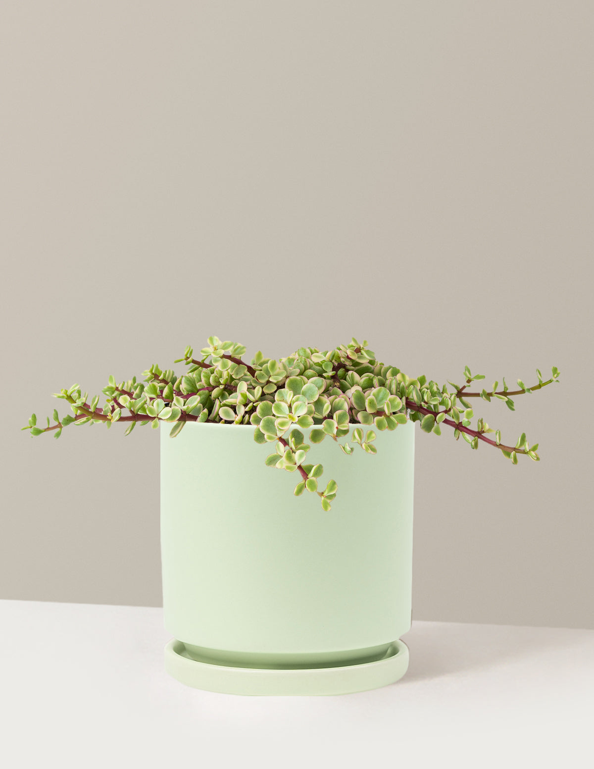 Variegated Elephant Bush Prosperity Plant