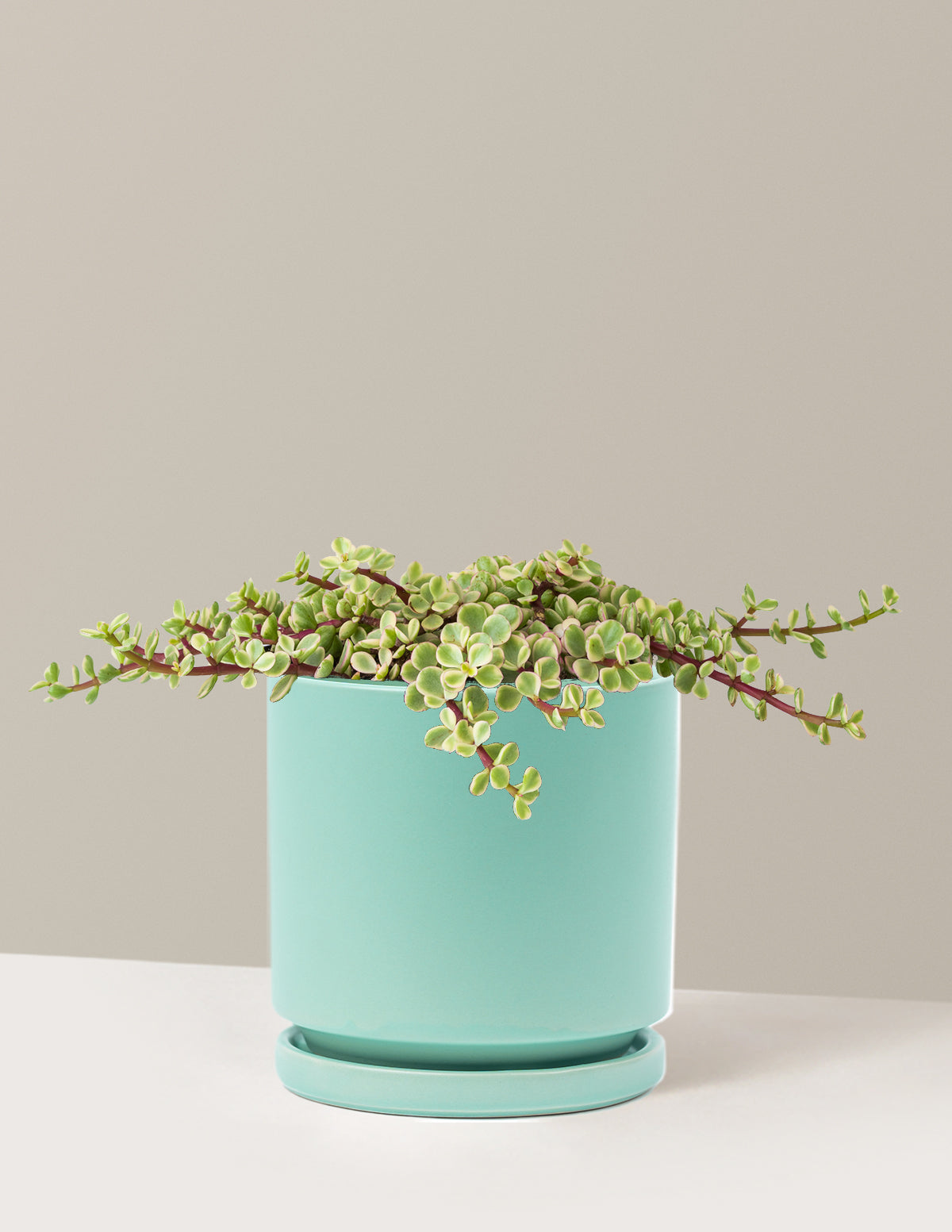 Variegated Elephant Bush Prosperity Plant