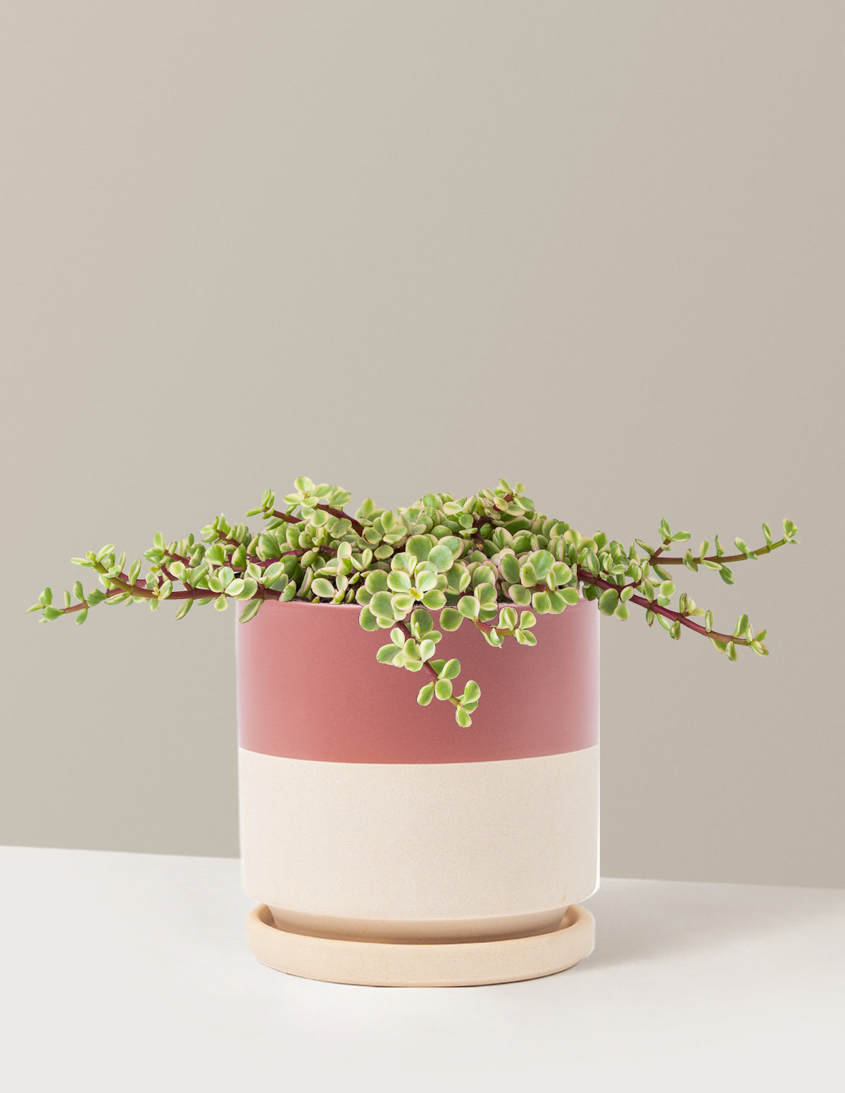 Variegated Elephant Bush Prosperity Plant